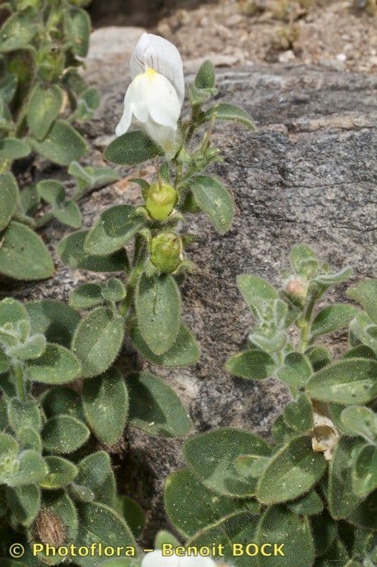 Antirrhinum molle 7