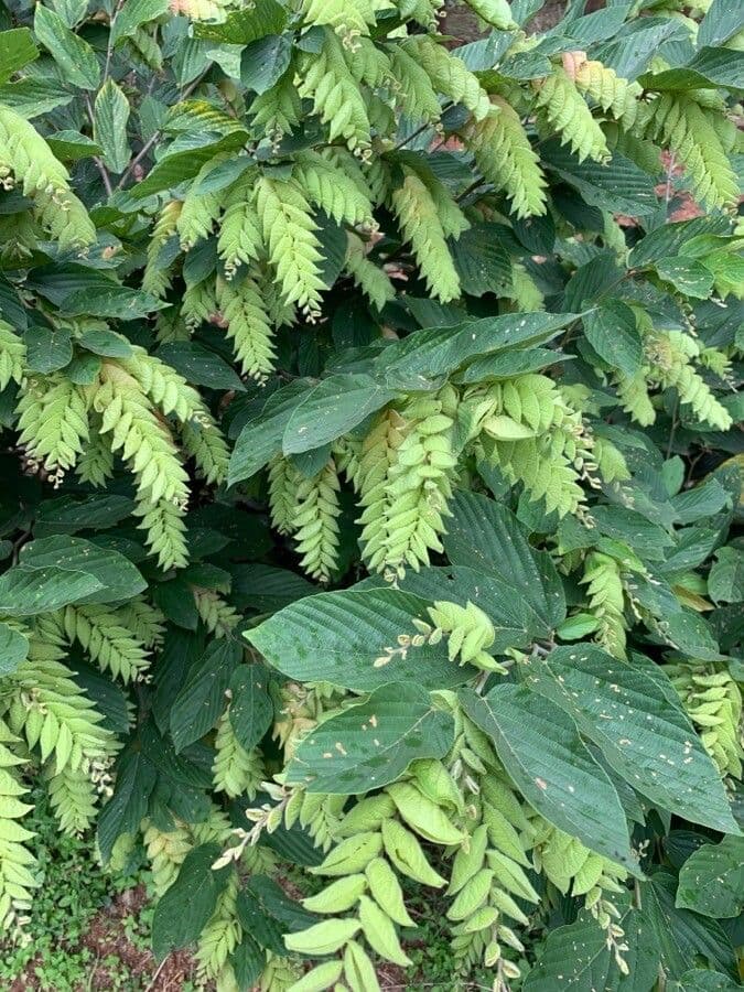 Flemingia strobilifera 20