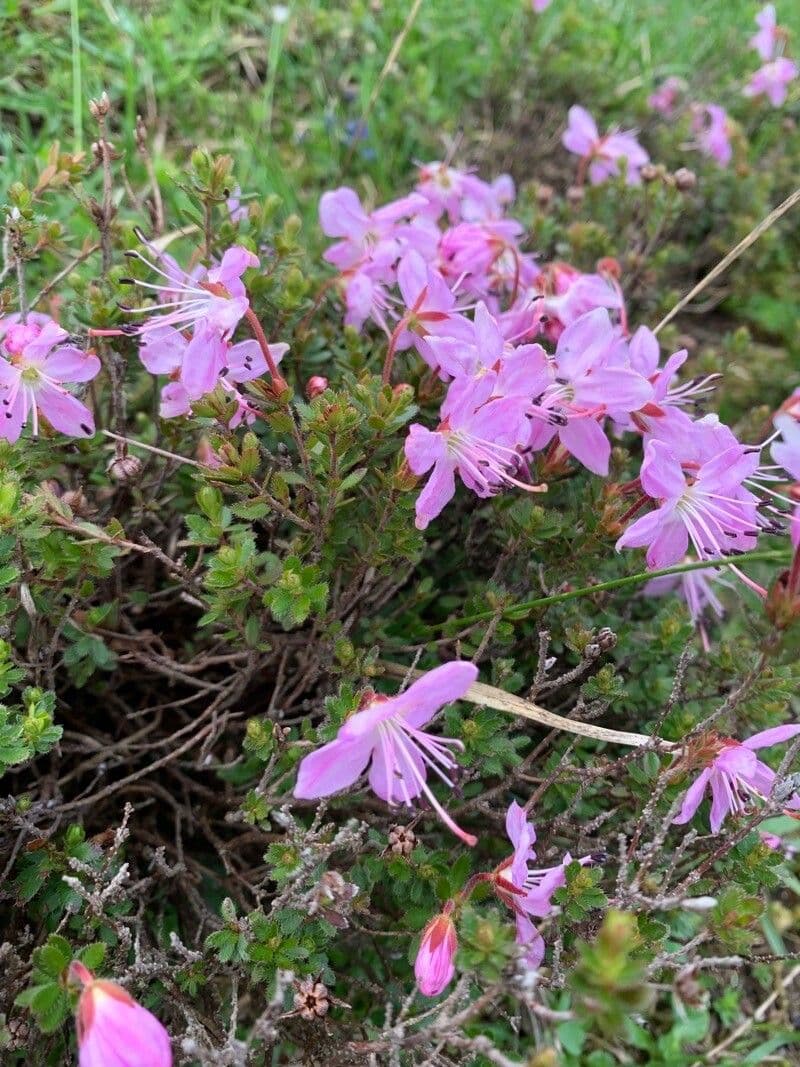 Rhodothamnus 4