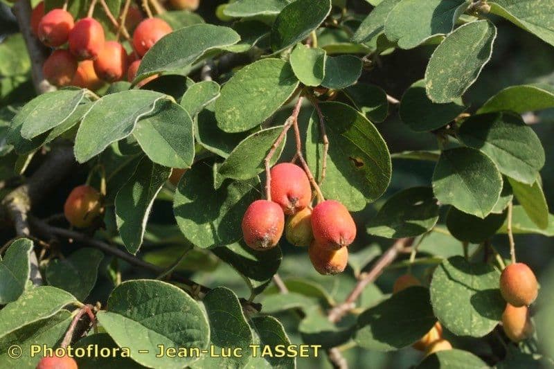 Cotoneaster zabelii 3