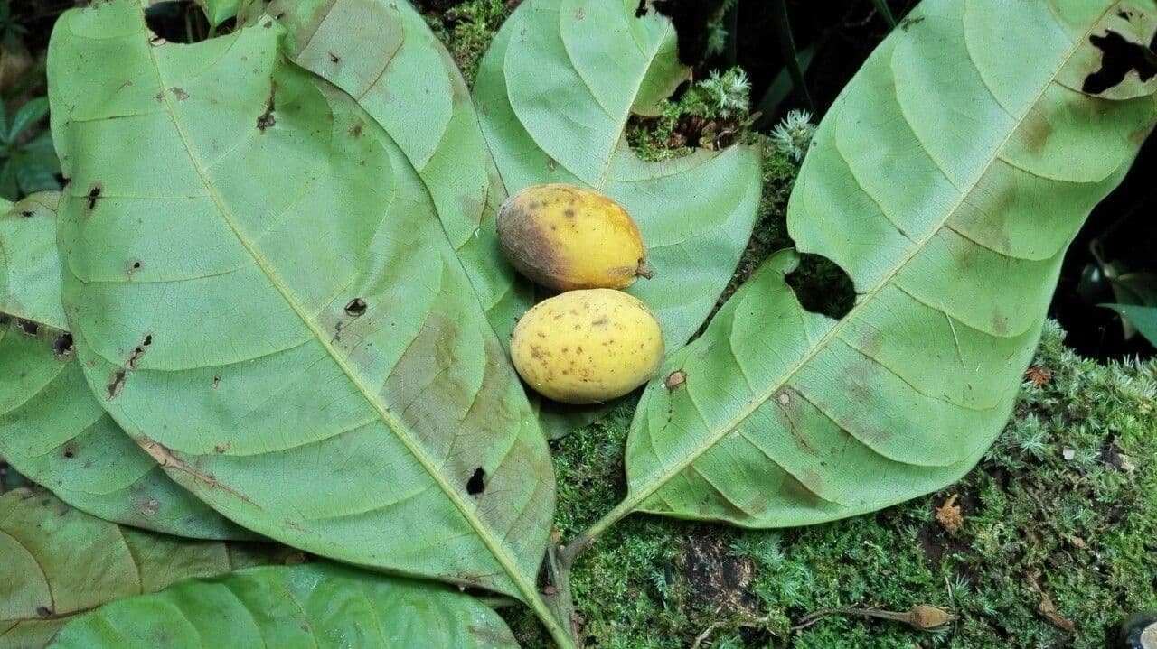 Pouteria durlandii 14
