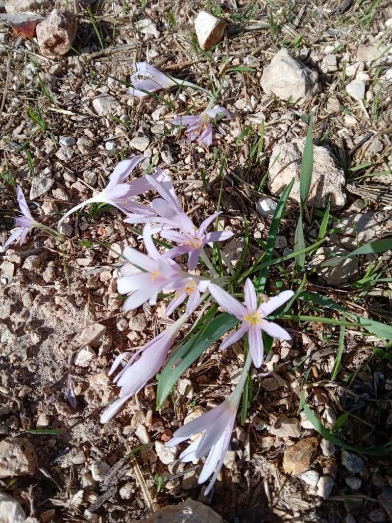 Colchicum 2