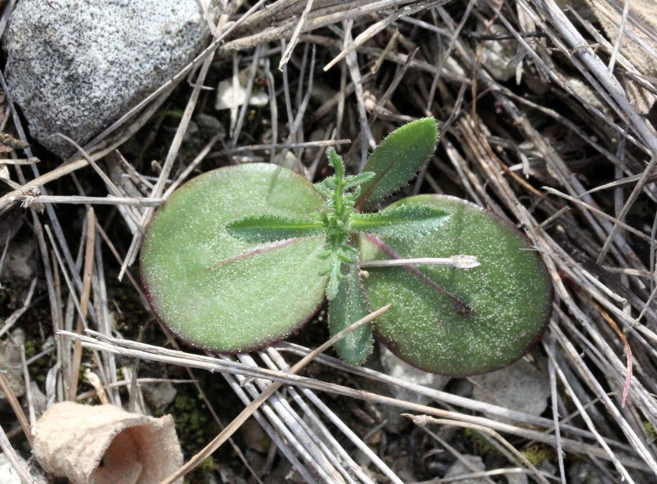 Centaurée diffuse 8