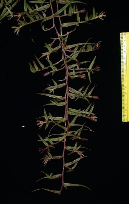 Epidendrum 8