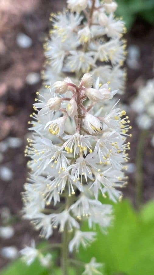 Schaumblüte 3