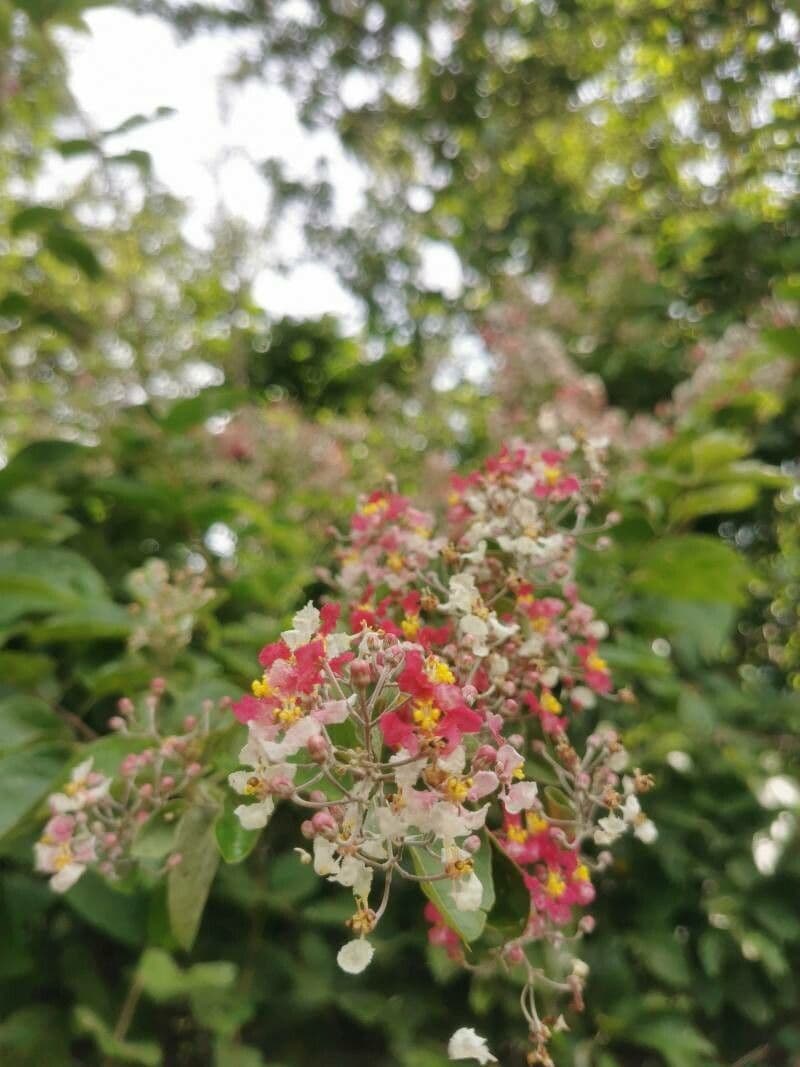 Banisteriopsis muricata 5