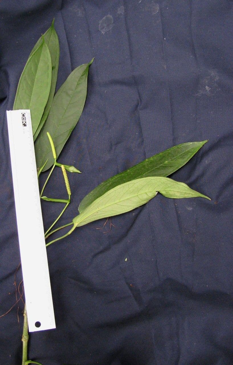 Anthurium a spata piccola 19