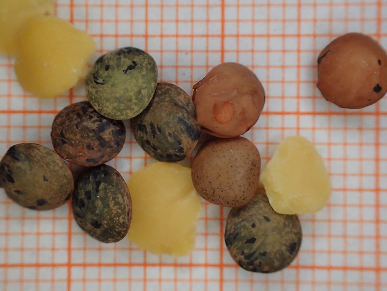 Soczewica jadalna 27