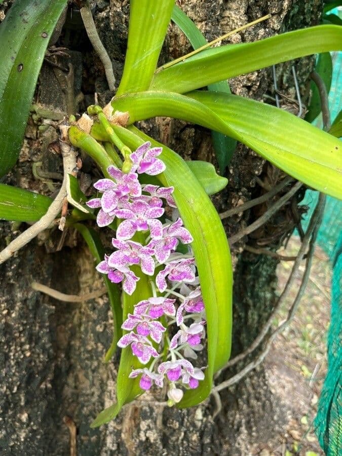 Fuchs-Orchidee 2