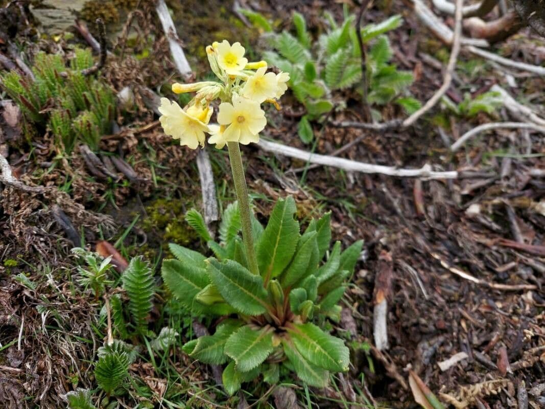 Primula allungata