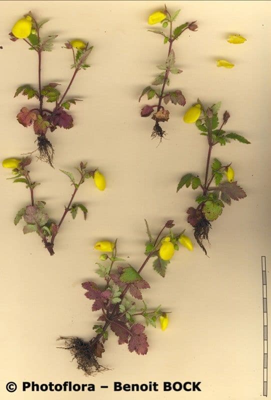 Calceolaria 13