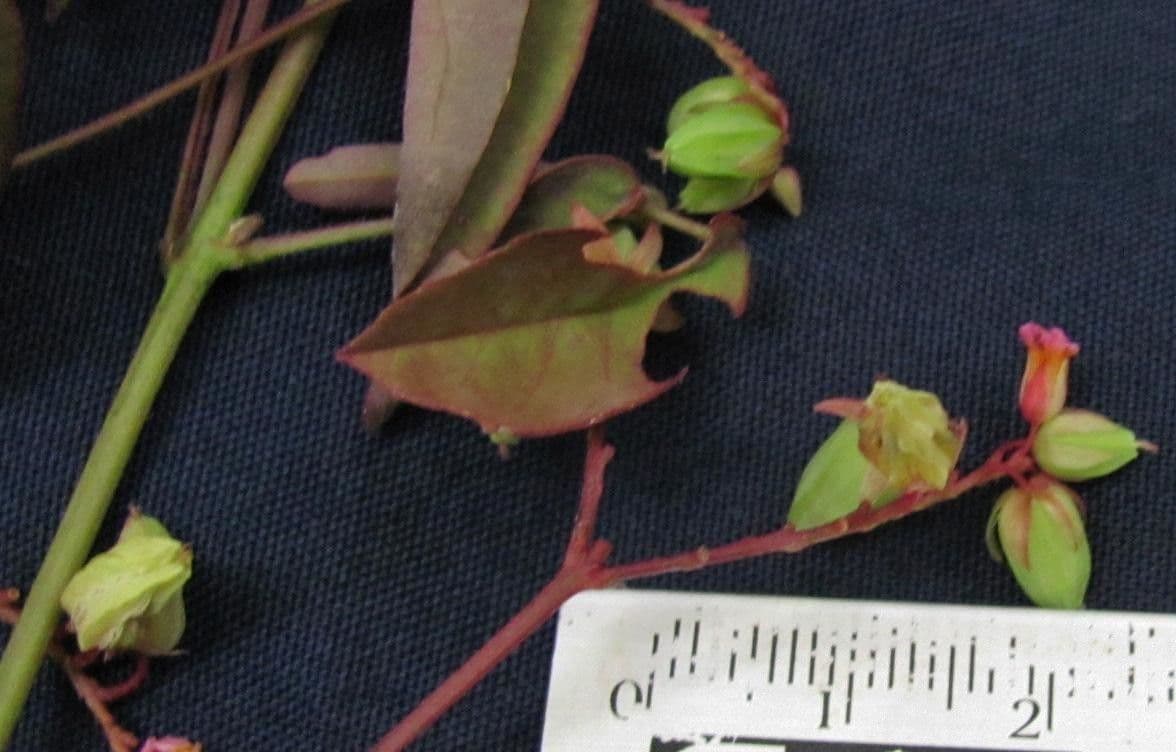 Acetosa di Barrelier 25