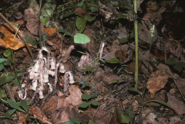 Spiranto ovale di ottobre 9