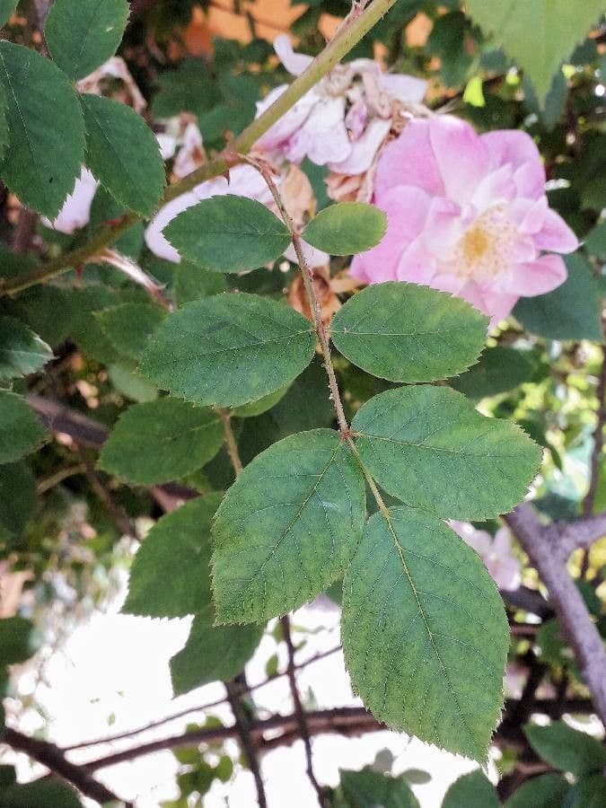 Essigrose 18