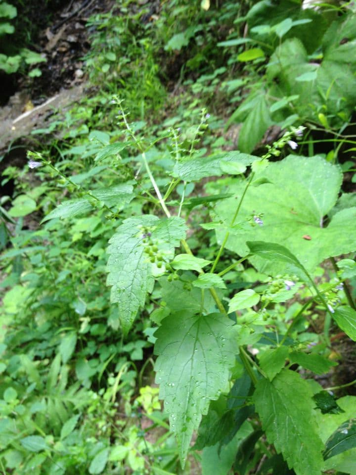 Scutellaria 13