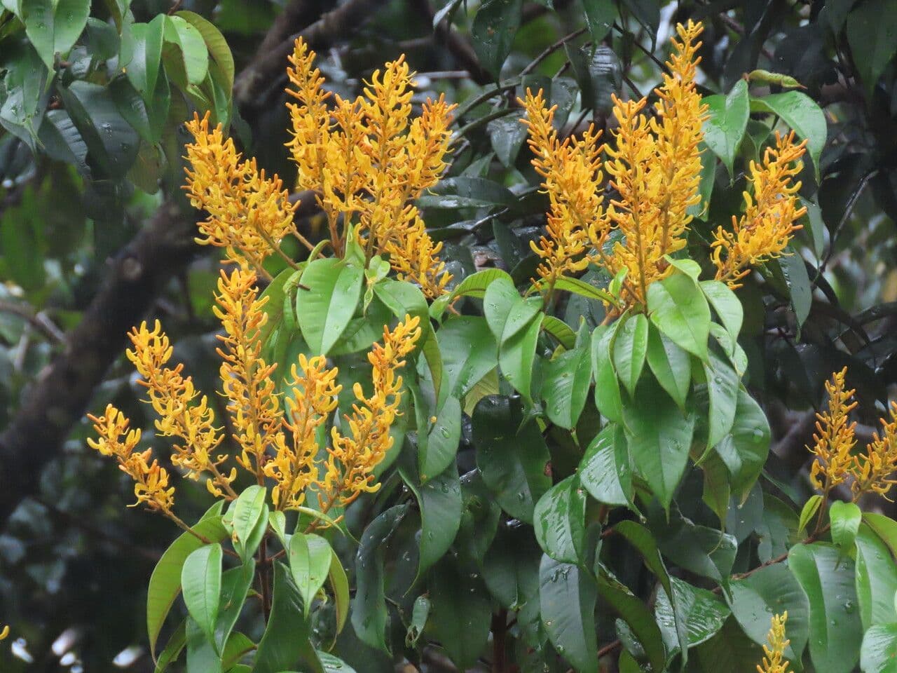 Vochysia 6