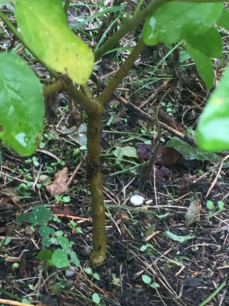 Croton monanthogynus 12