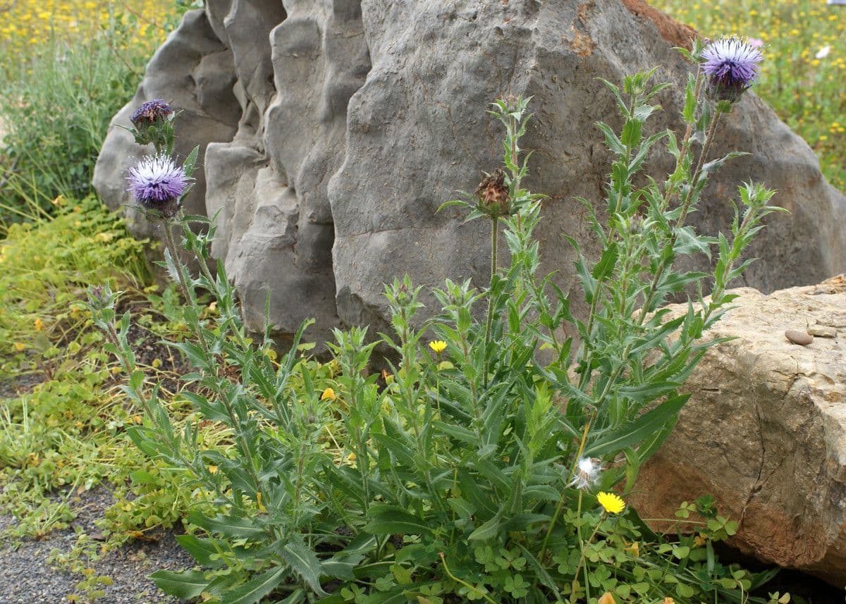 Blaue Distel 10