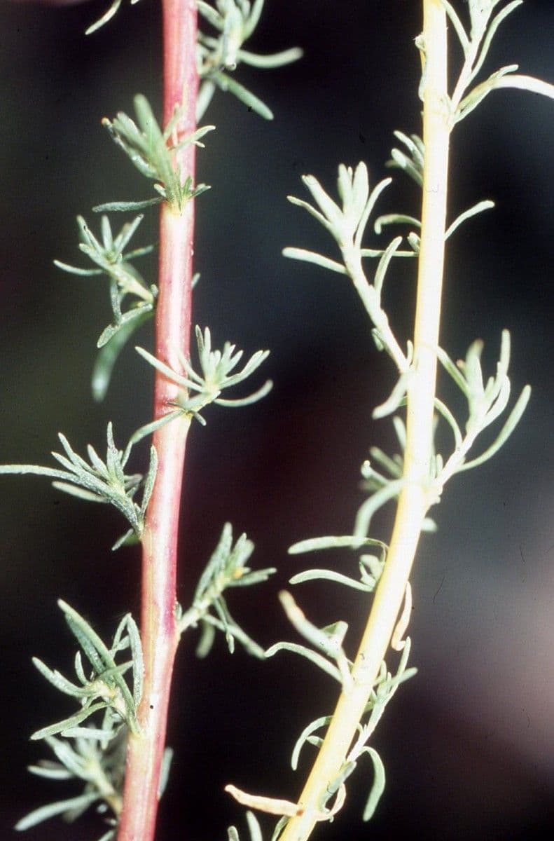 Bassia prostrata 18