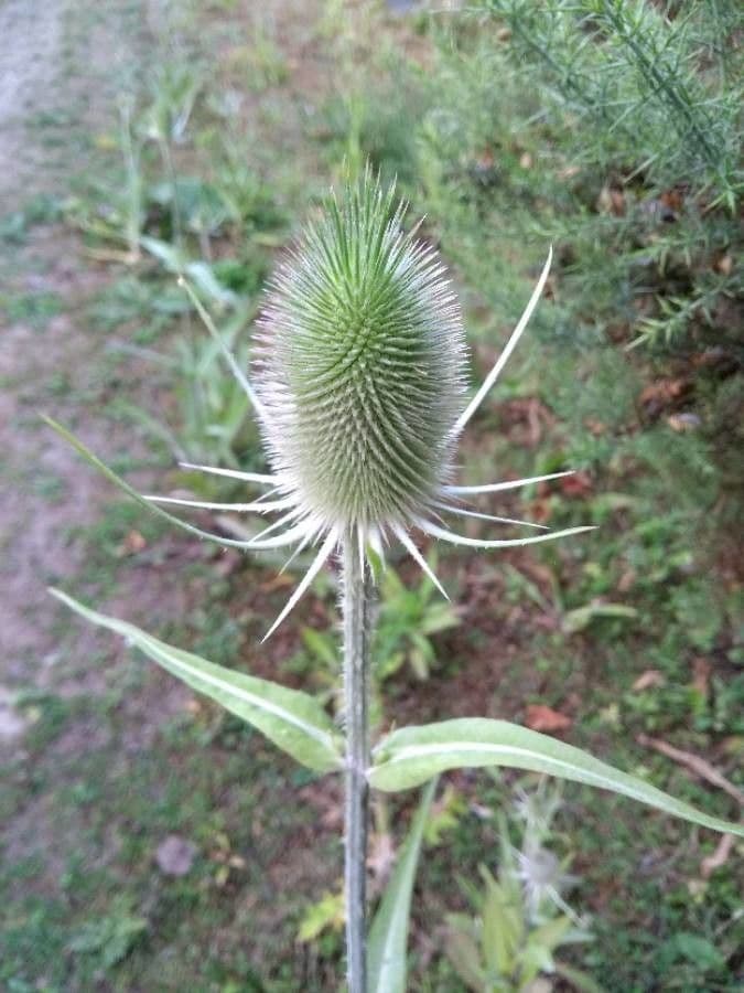 Wilde Karde 7