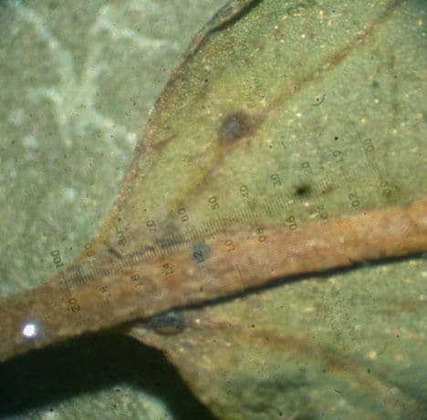 Heteropterys 23