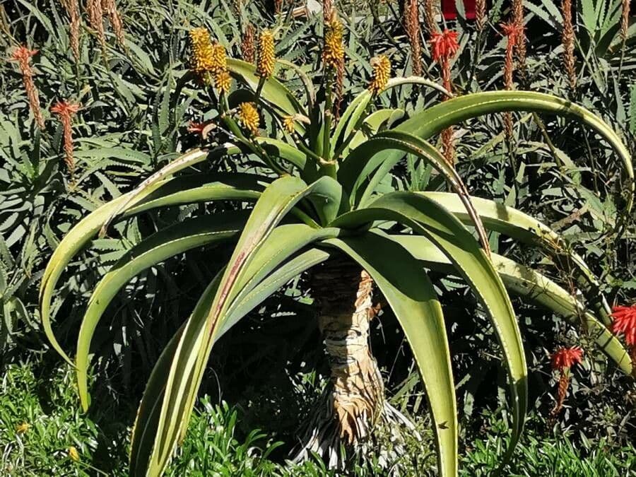 Aloe 5