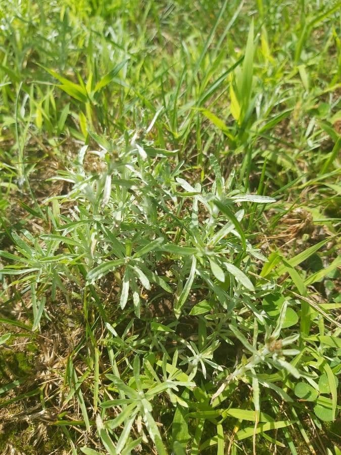 Gnaphalium 17