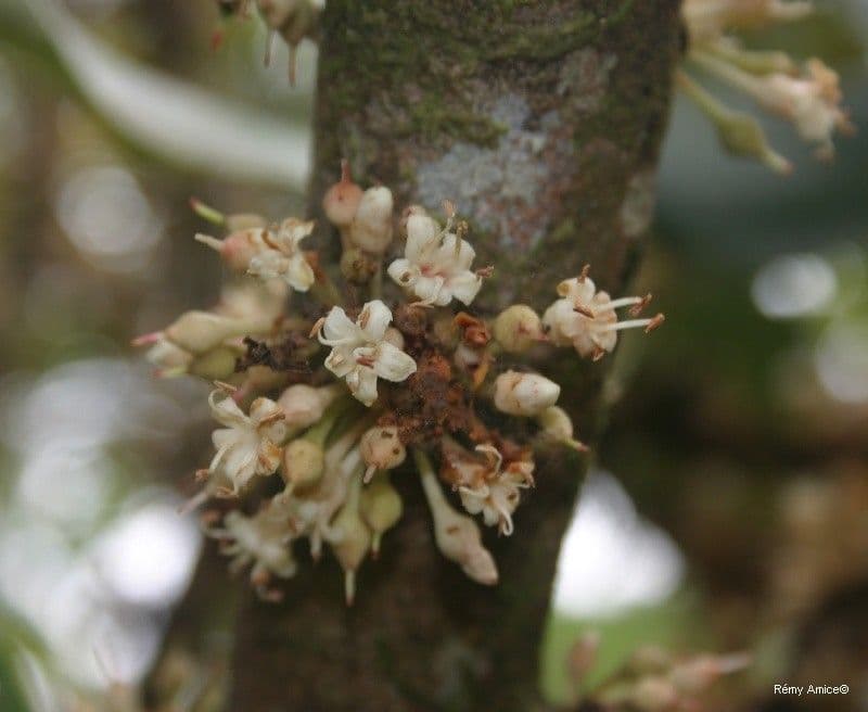 Pycnandra balansae