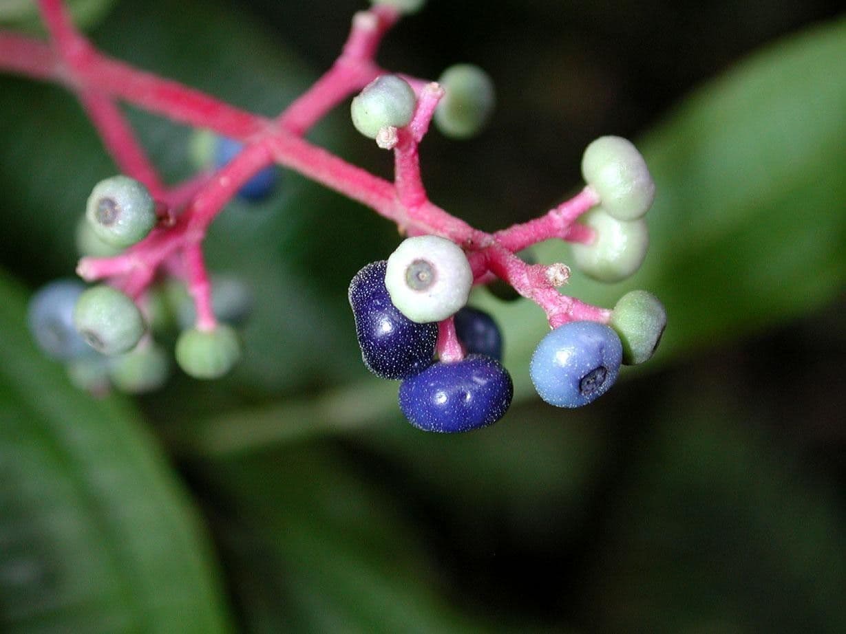 Miconia affine 5