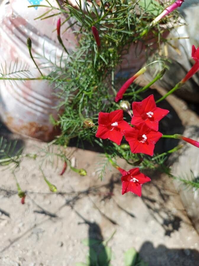 Ipomoea quamoclit 8
