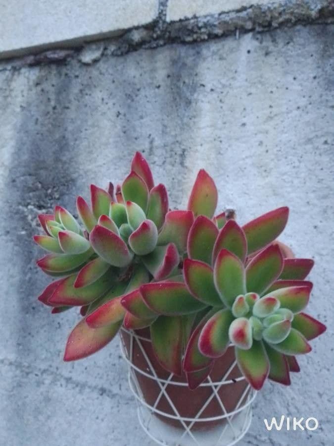 Echeveria 10