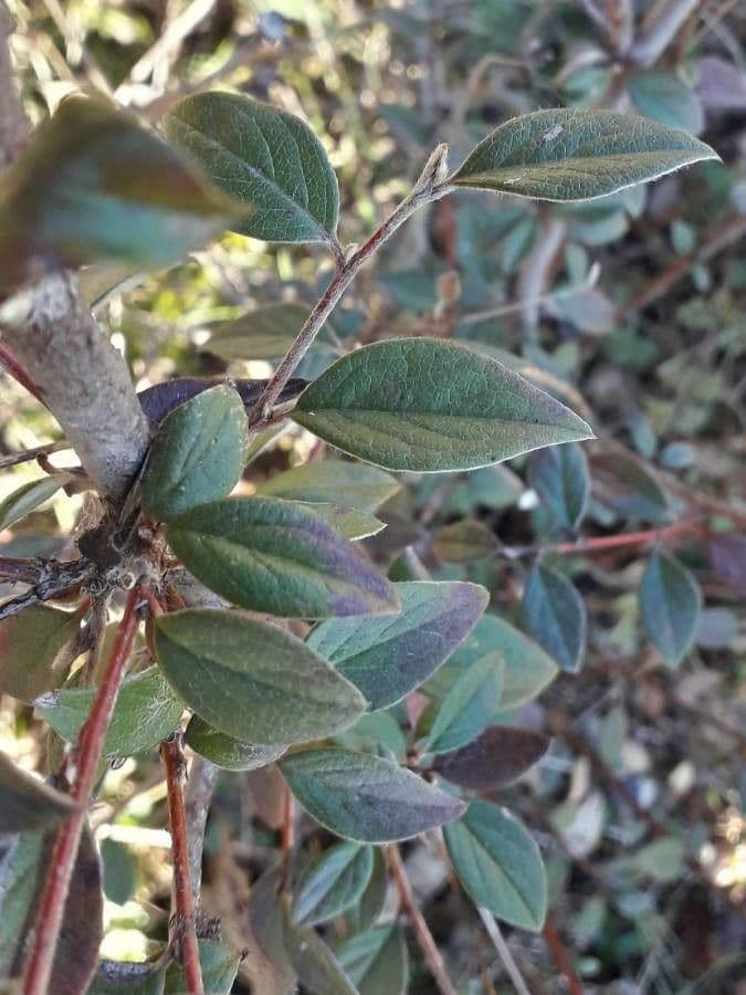 Cotoneaster di Franchet 18