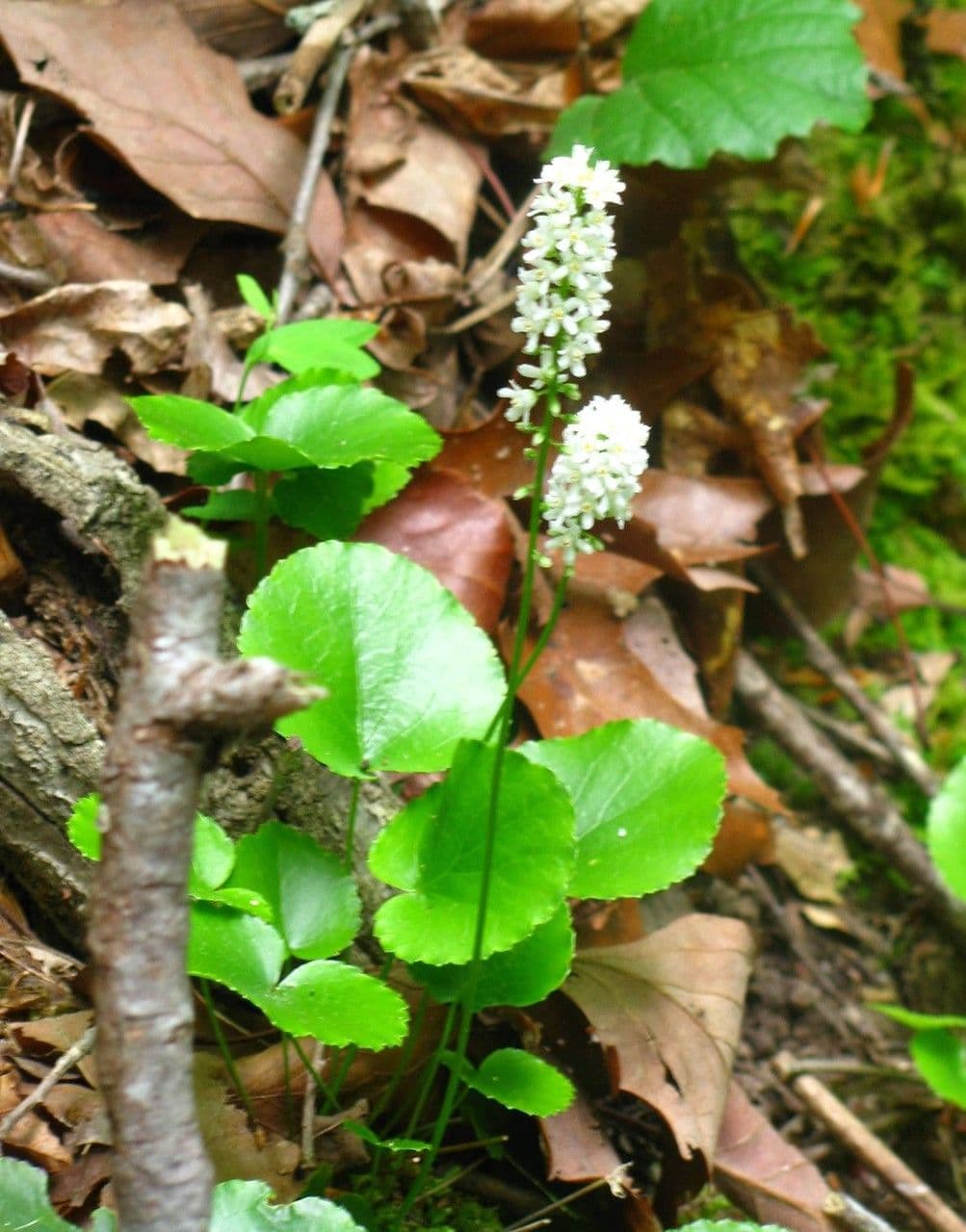 Galax urceolata 7