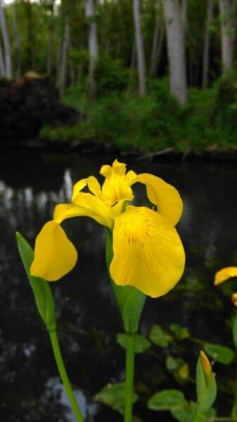 Sumpf-Schwertlilie 10