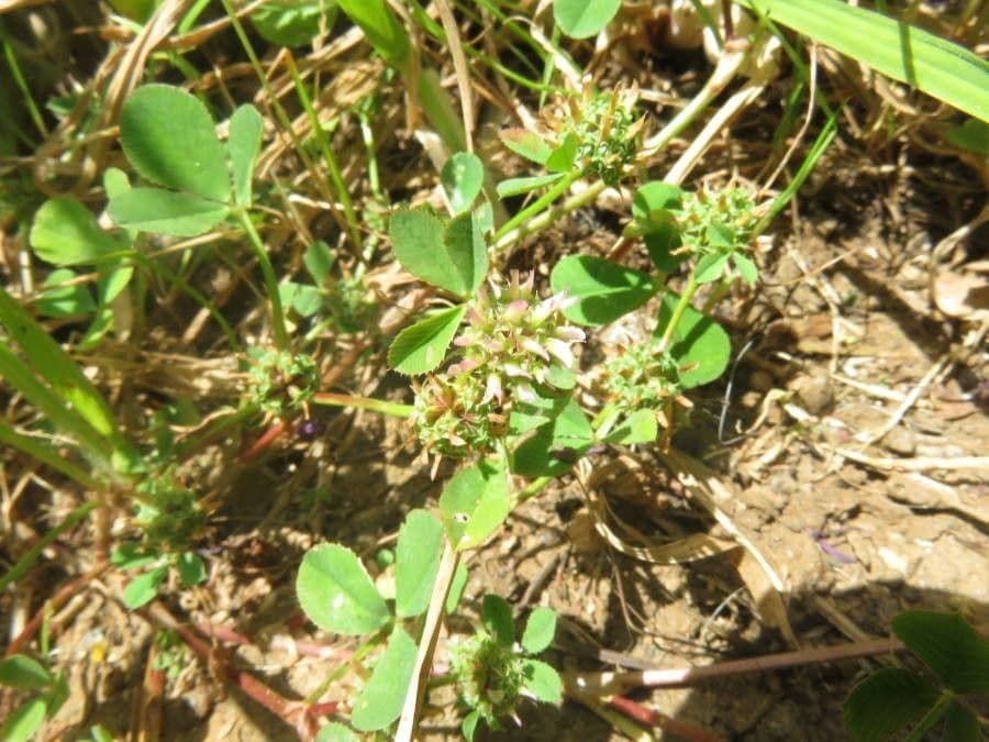 Trifoglio agglomerato 8