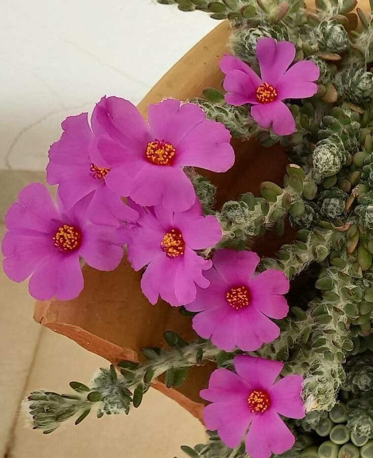 Portulaca 4