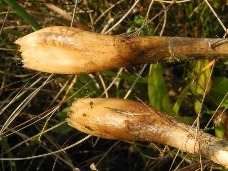 Allium suaveolens 19