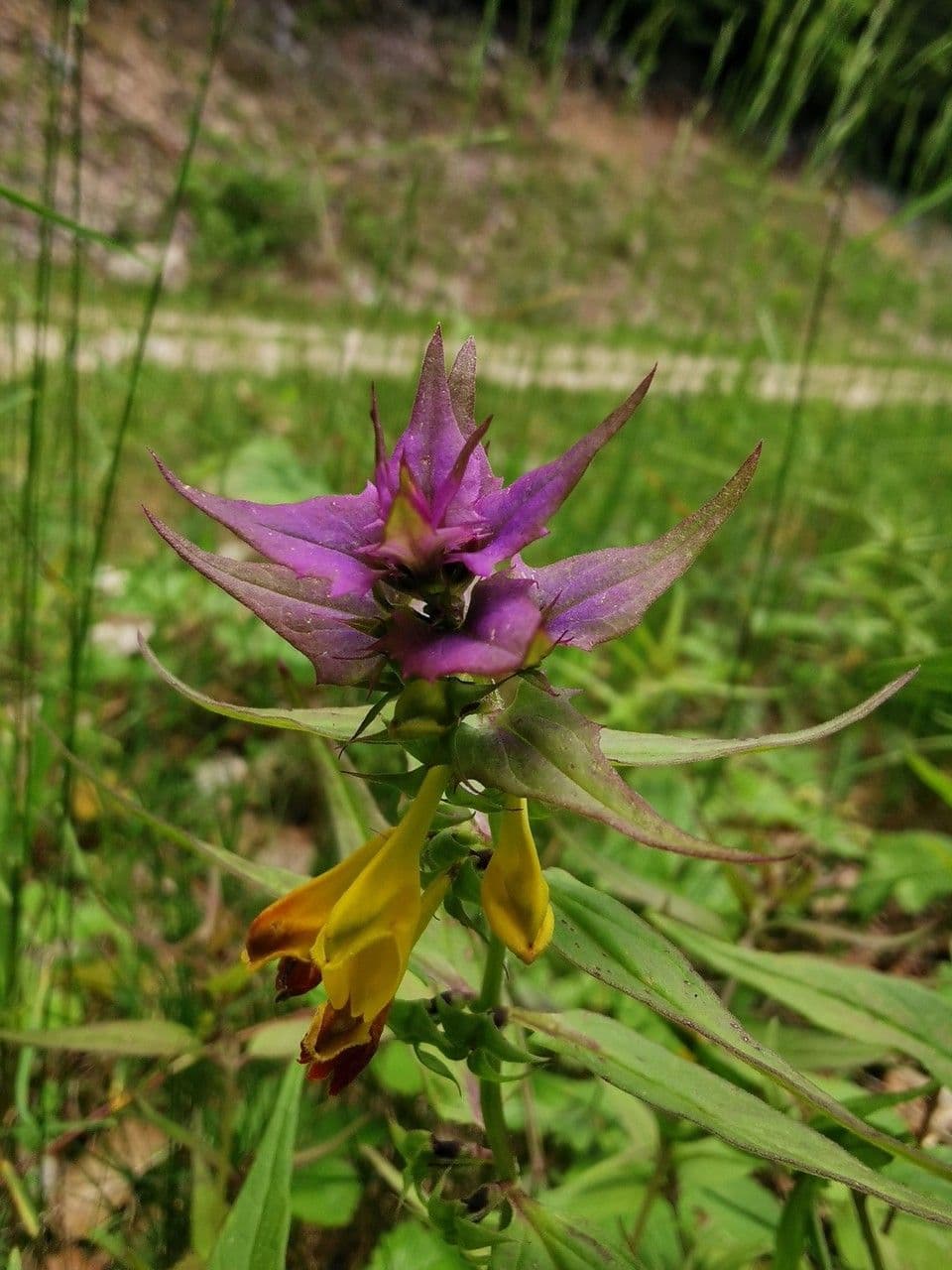 Geringblütigesella