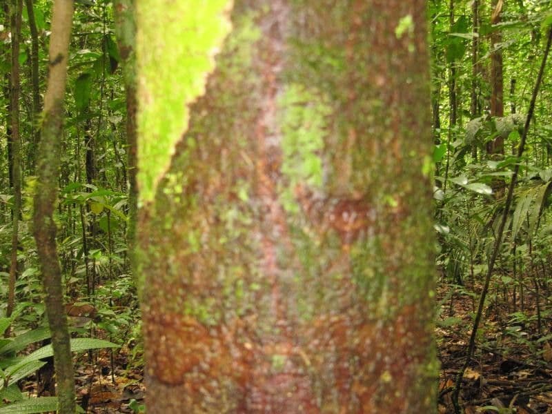 Eschweilera collinare 5