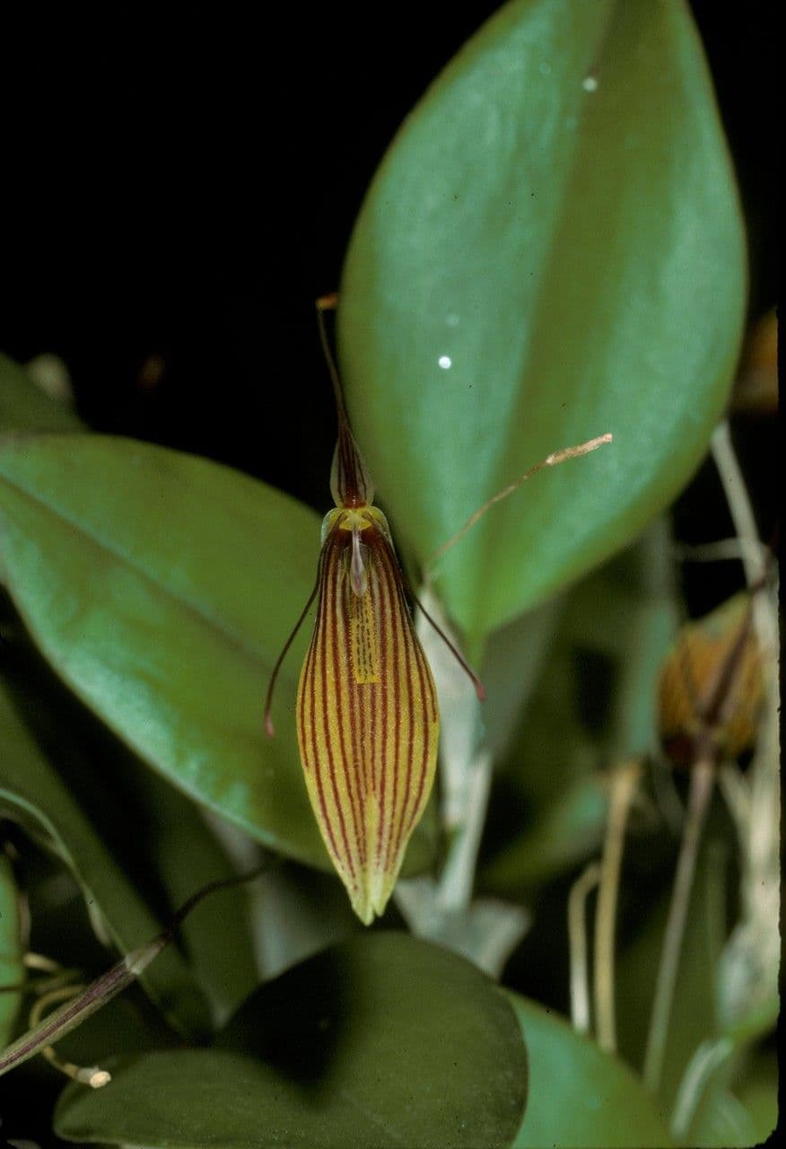 Restrepia