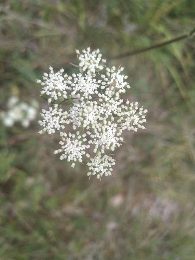 Seseli annuum 6