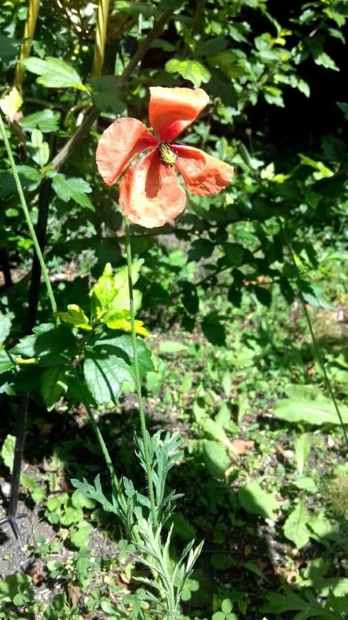 Saat-Mohn 11