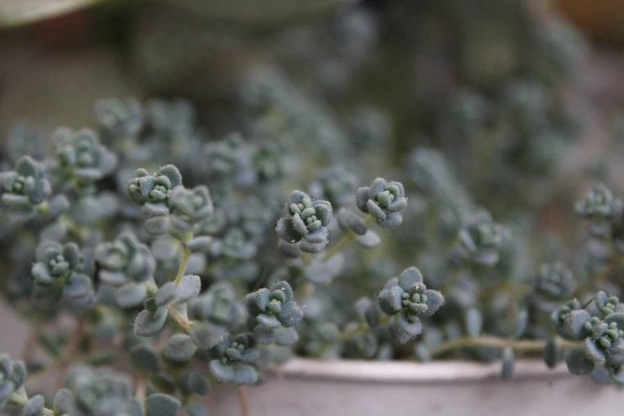 Borracina cinerea 23