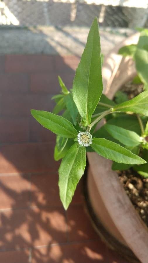 Eclipta 9