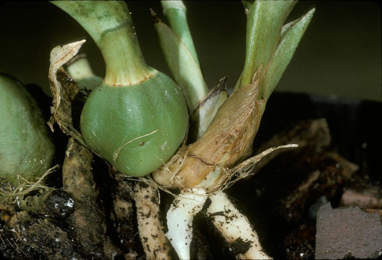 Orchidea monaca 24