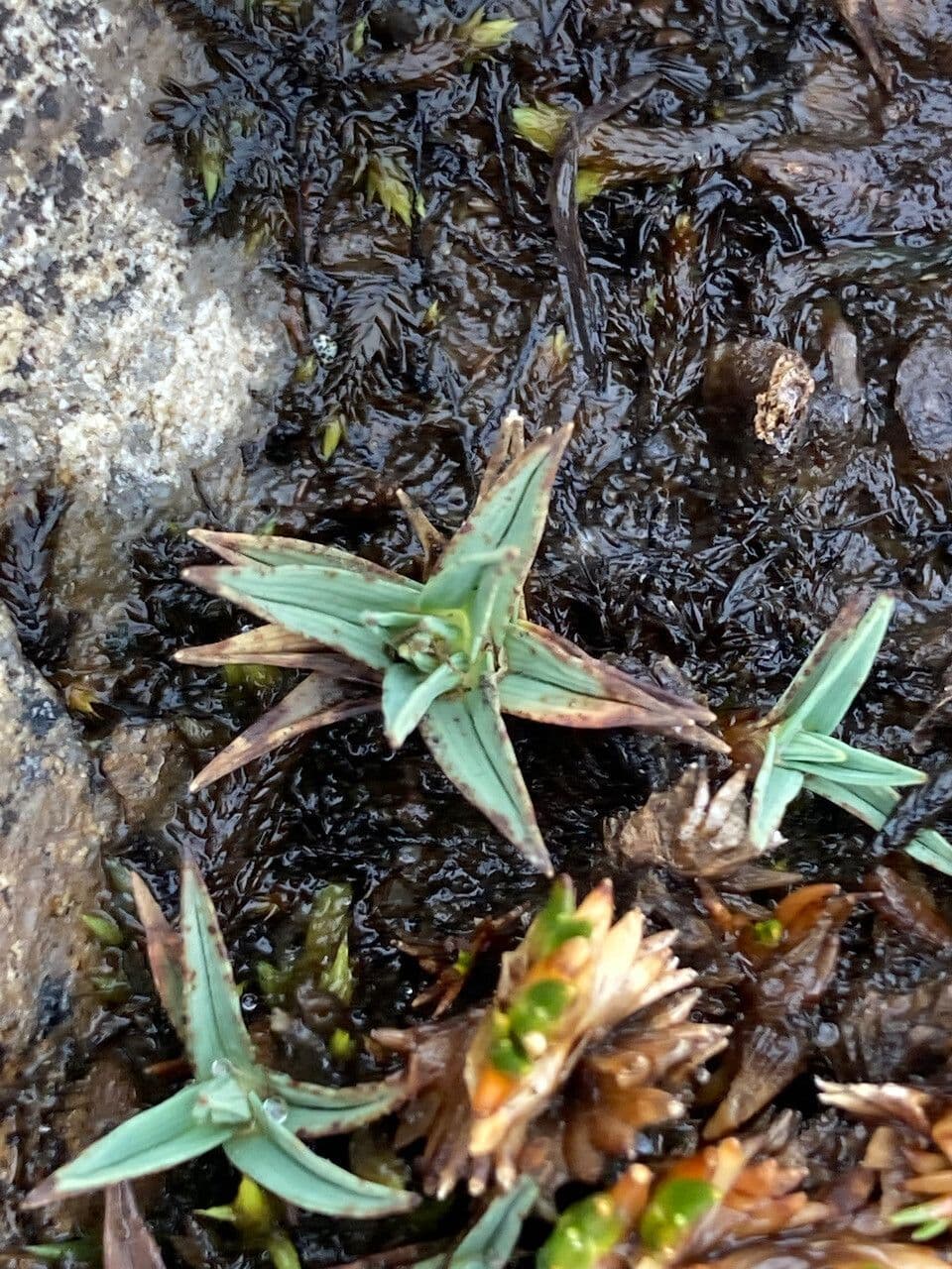 Phylloscirpus 6