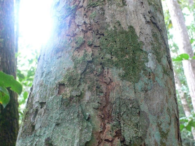 Osteophloeum 4