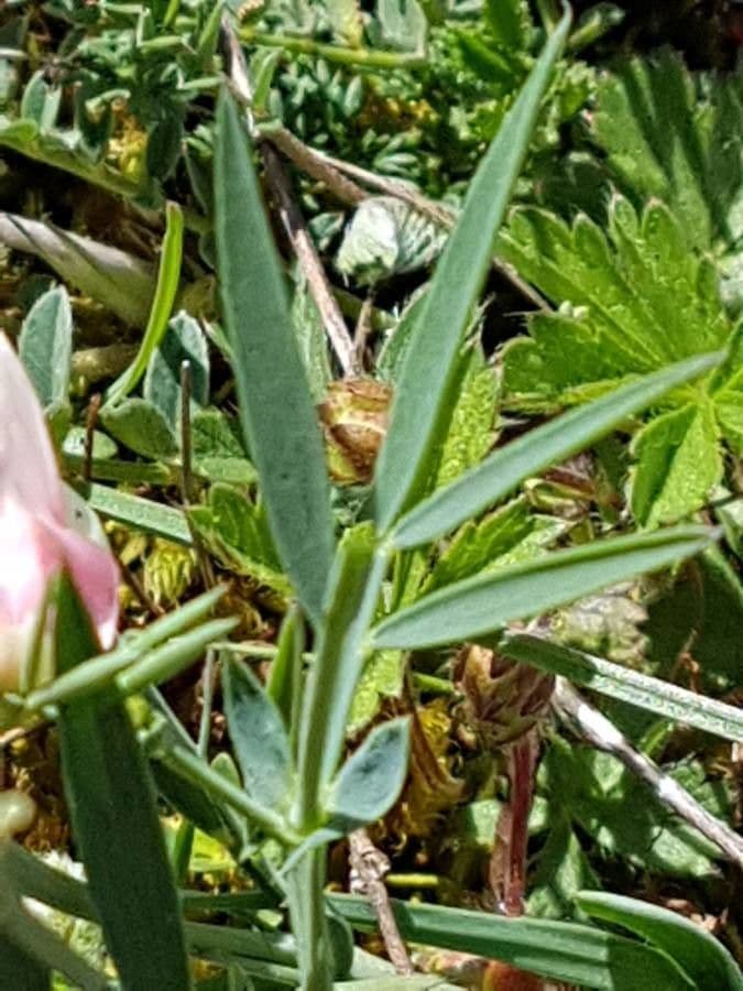 Lathyrus 14