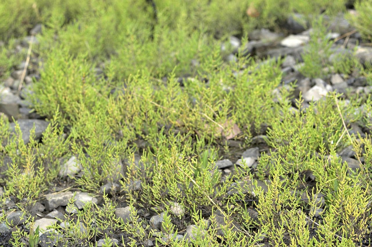 Salicornia glauca 7