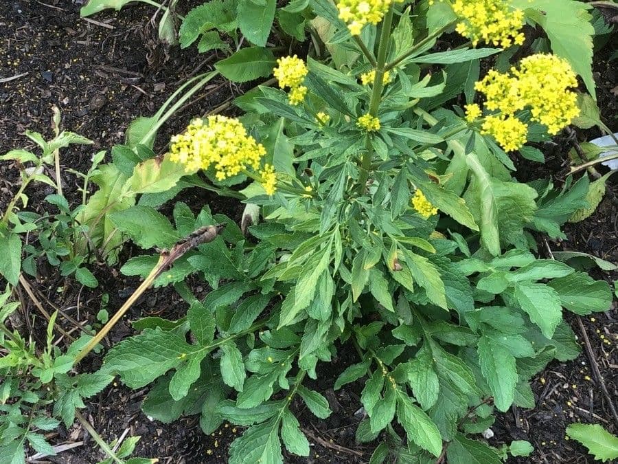 Patrinia 10